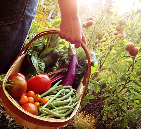 Domestic Green Markets - healthy & seasonal produce